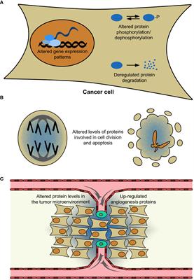 Editorial: Altered expression of proteins in cancer: function and potential therapeutic targets, volume II